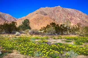 Anza Borrego Wildflowers-6546.jpg